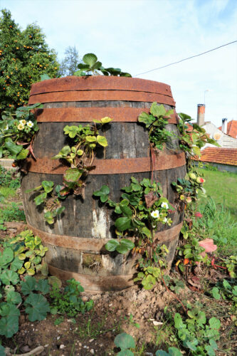 Wooden Strawberry Barrel